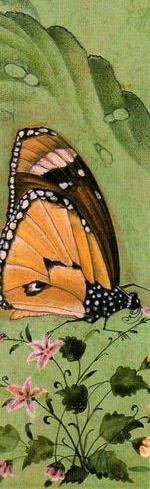 Papillon Moghol