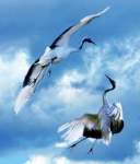 La danse des grues
