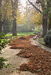 Chemin de feuilles