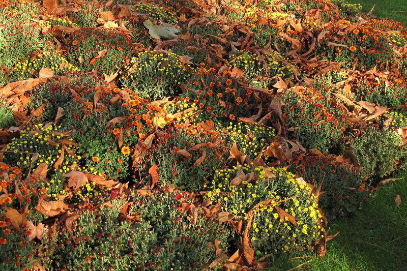 Tapis de fleurs